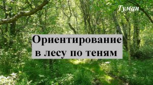 Ориентирование в лесу по теням