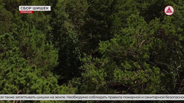 Сезон сбора кедровых шишек