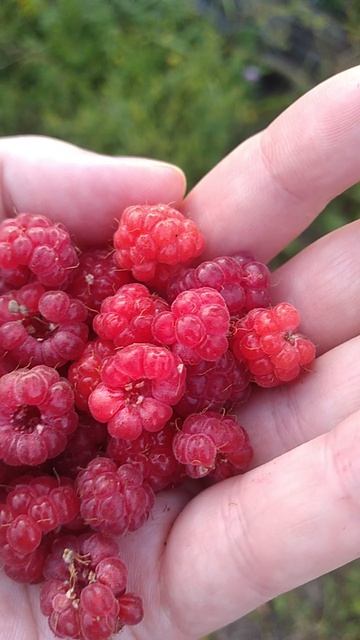 ЛЮБЛЮ ПРИРОДУ 🌳🌞🍓ЗА ЕЕ ЩЕДРОТЫ!!!
