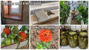 Отделка окна в котельной 🏠 Ну что же ты, воробушек?! Кот — агроном 😼 Спеют помидоры 🍅