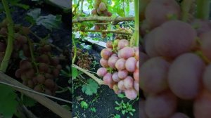Ртищевский виноград, начало окрашивания 11,08,2026