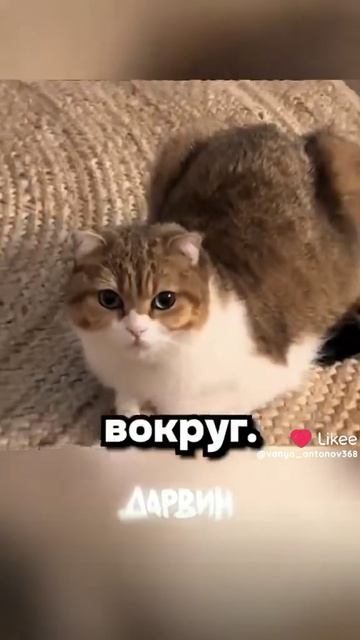 МИНУТА КОТИКОВ
