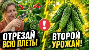 Обрежьте ВСЕ верхушки у ОГУРЦОВ в Августе! Плети перестанут вянуть и дадут второй урожай за 10 дней