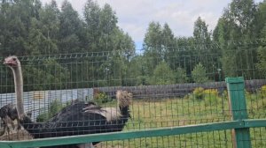 путешествие в Макарьево/страусы🪶