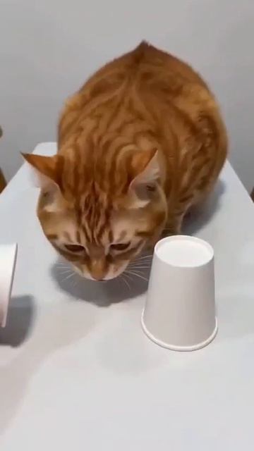 хозяин обманул кота смешные коты