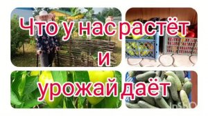 Что у нас растёт и урожай даёт.