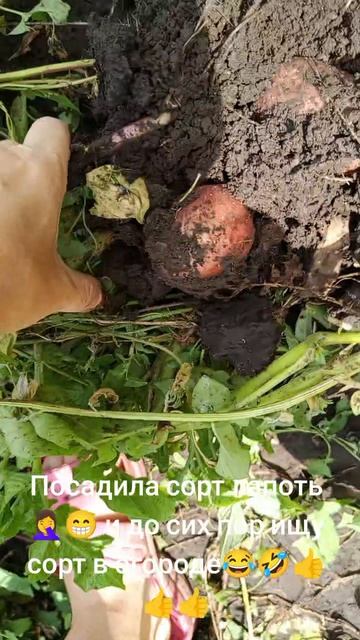 Копаю картошку сорт Лапоть,потеряла этот сорт в огороде🤦♀️🤣😂👍🥔🥔🥔