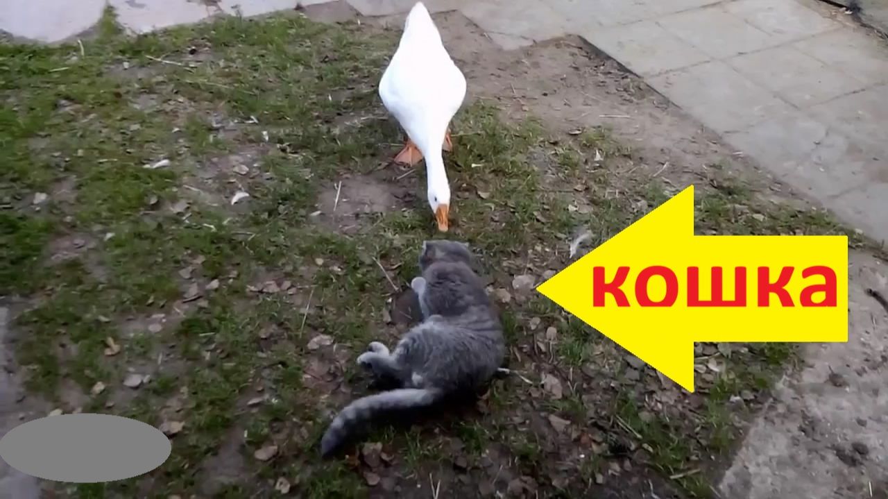 гуси