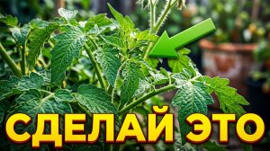 🔥 Болезни ПОБЕГУТ от огурцов и томатов! ❌ Забудь про фитофтору навсегда