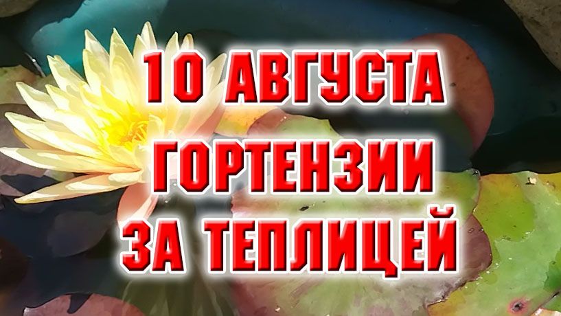 10 августа. Гортензии на дальней клумбе. Туи дали корни.