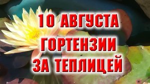 10 августа. Гортензии на дальней клумбе. Туи дали корни.