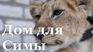 Львице Симе нашли новый дом в крымском парке «Тайган»