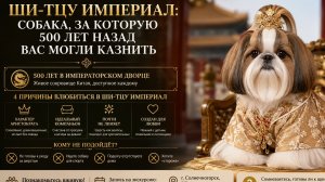 Ши-тцу империал