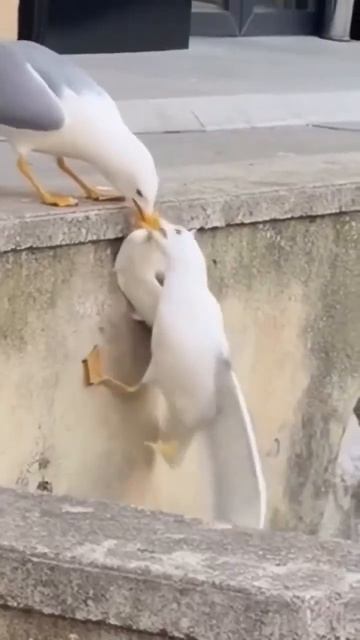 Драма зашкаливает