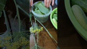 УЖЕ МНОГО ЛЕТ ТАК СОЛЮ ОГУРЦЫ НА ЗИМУ, И ОГУРЦЫ ВСЕГДА ХРУСТЯЩИЕ