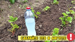 Сделайте это клубникой в Августе, чтобы в следующем году она порадовала щедрым урожаем