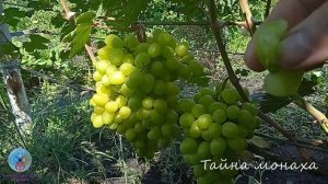 Выпуск 44. 9 августа 2026. Обзор виноградника Тайна монаха.