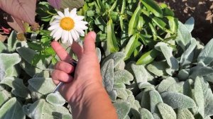 Кизил спеет пора начинать сбор. Арбуз 🍉 подрос.