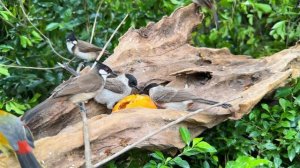 Кошачье телевидение 🐦🐿️🍃 щебетание птиц и беличий пикник на природе