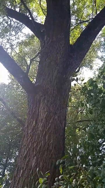 Большое дерево - 2