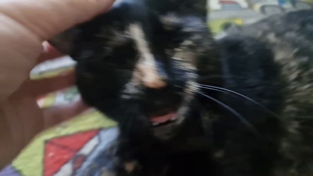КОШЕЧКА СМЕТАНКА😺💋💕