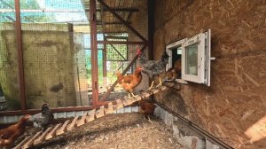 Кролики, голубика и газонокосилка: Как сделать ваш двор идеальным!