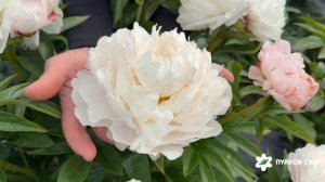 White Lullaby peony. Уайт Луллаби пион. Пулков сад (2026 г.)