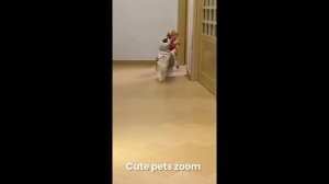 Забавные кошачьи моменты