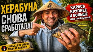 Херабуна снова сработала! Карась крупнее и больше, чем в прошлый раз!
