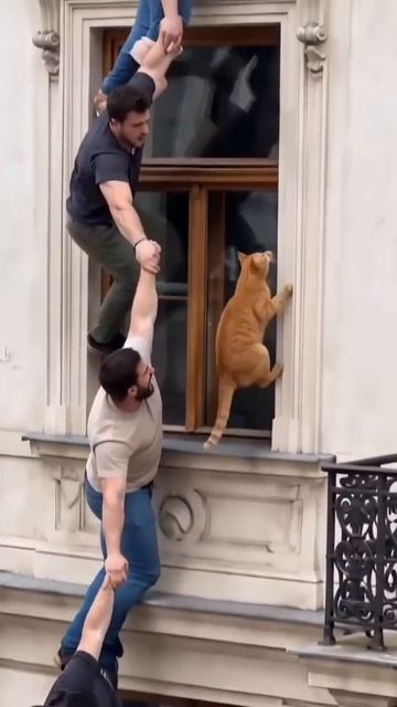 Кошки умнее людей,а люди любят кошек🤗