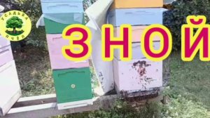 5-7 августа З Н О Й на пасеке