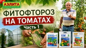 ФИТОФТОРА НА ТОМАТАХ