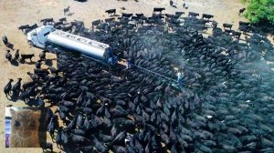 [WTFакт] Удивительные Вещи, Которые Вы Не Видели. Часть 16