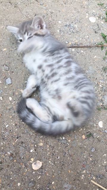 Муся и котята