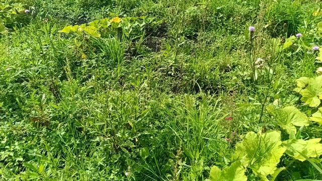 снова на нашем тыквенном поле и есть прогресс