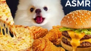 🐶 АСМР Мукбанг  — померанский шпиц ест люксовые деликатесы | Пицца, курица, бургер и мурлыканье