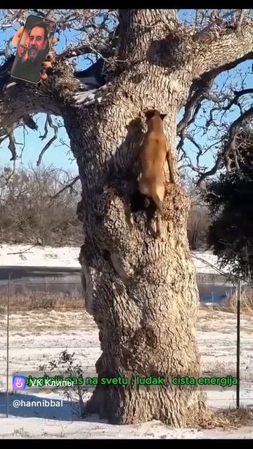 Malinois 🐕🦺 ( Малиноа)