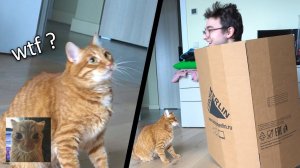 [TheBrianMaps] Кот VS Коробка