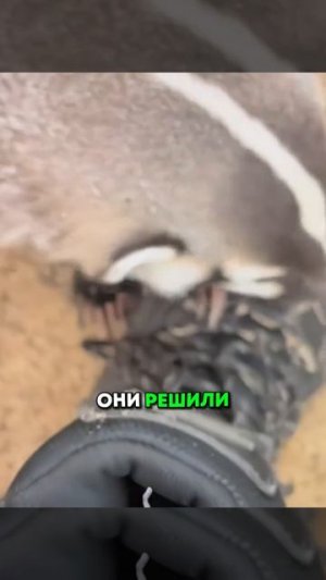 Животные приколы и не только🙂
