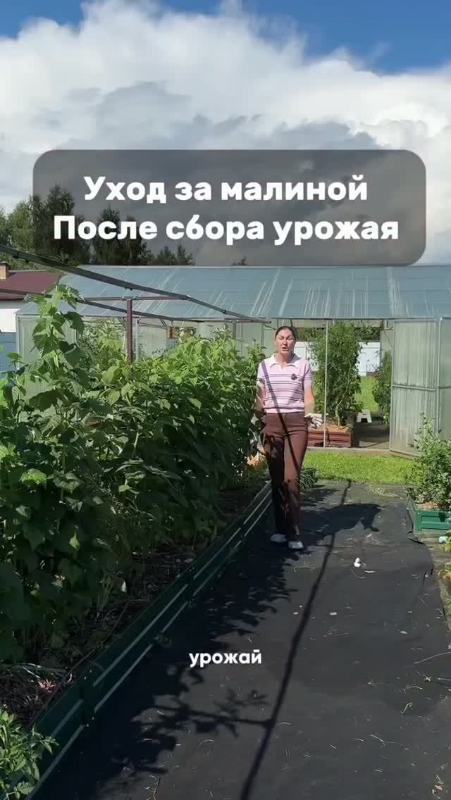 Урожай малины сняли, пришло время обрезки, подкормки и при необходимости, обработки.