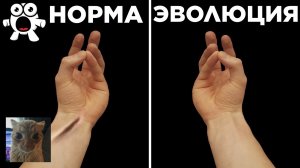 [WTFакт] Части Тела, Доказывающие Эволюцию