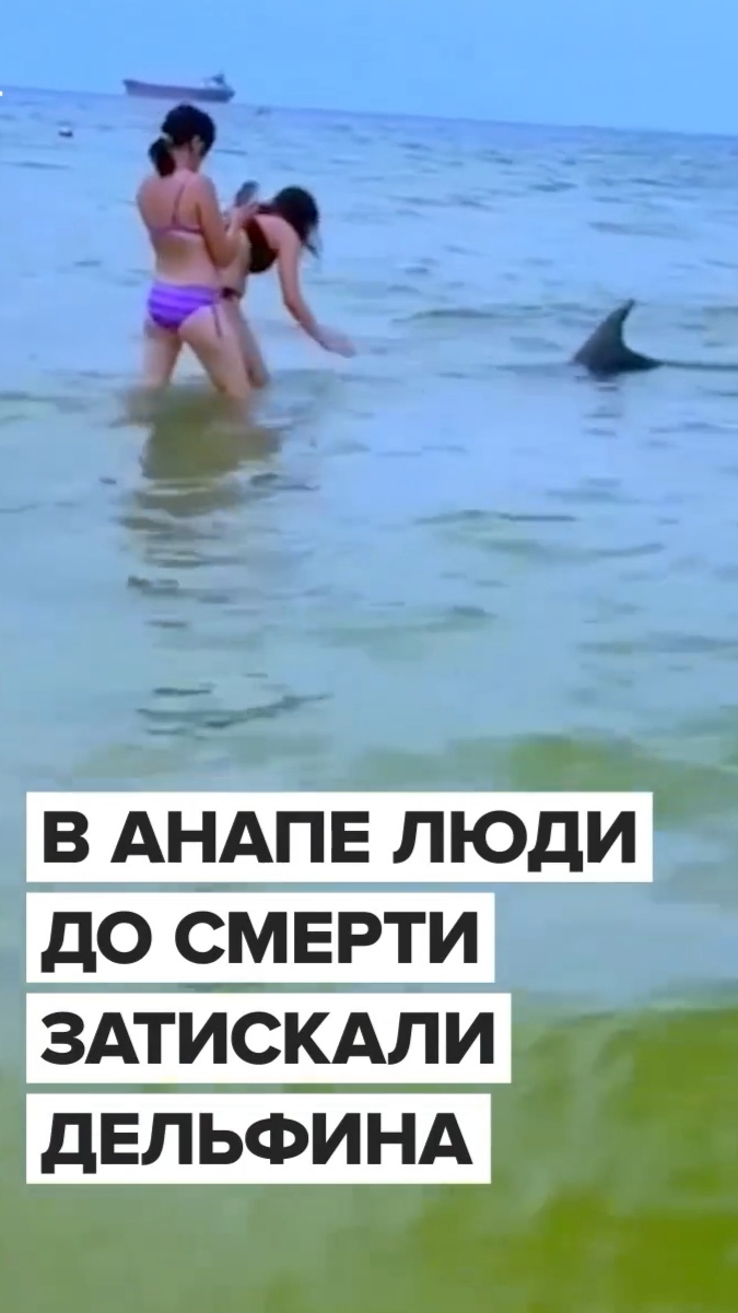 Туристы замучили дельфина до смерти.