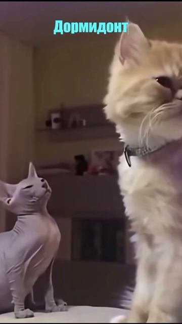 Удивительные животные !!!