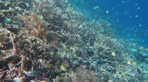 Frits homestay Raja Ampat