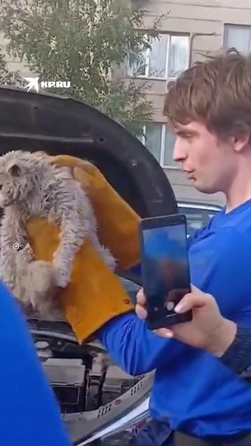 В Москве пушистый «автомеханик» застрял под капотом автомобиля