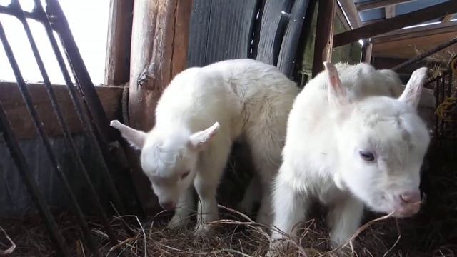 Семья 🐐