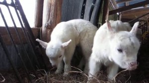 Семья 🐐
