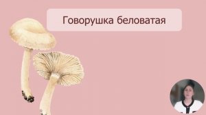 Ядовитые грибы