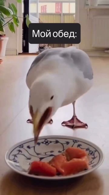 Обед
