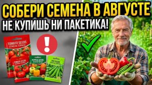 Соберите семена в АВГУСТЕ и не покупай их больше НИКОГДА! А с этих культур собирать бесполезно
